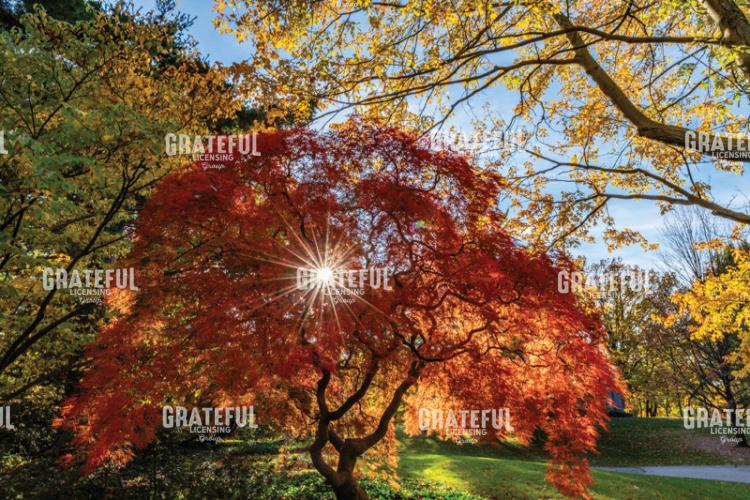 Amazing Autumn Japanese Maple tree 9