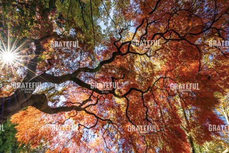 Amazing Autumn Japanese Maple tree 8