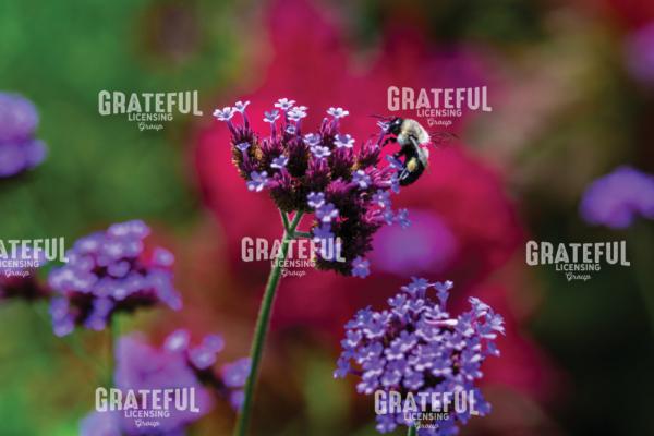 Bumblebee in a Garden of Purple and Red Flowers