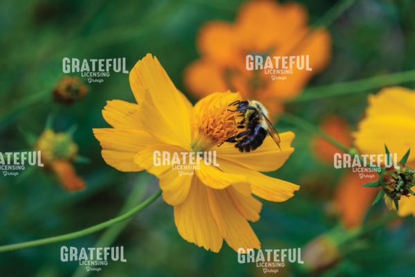 Bumblebee On A Yellow Cosmos Flower