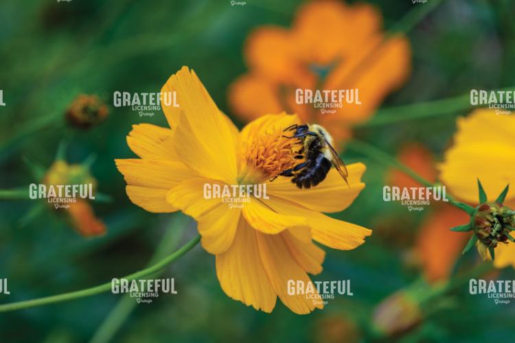 Bumblebee On A Yellow Cosmos Flower