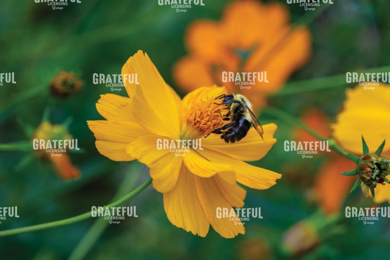 Bumblebee On A Yellow Cosmos Flower