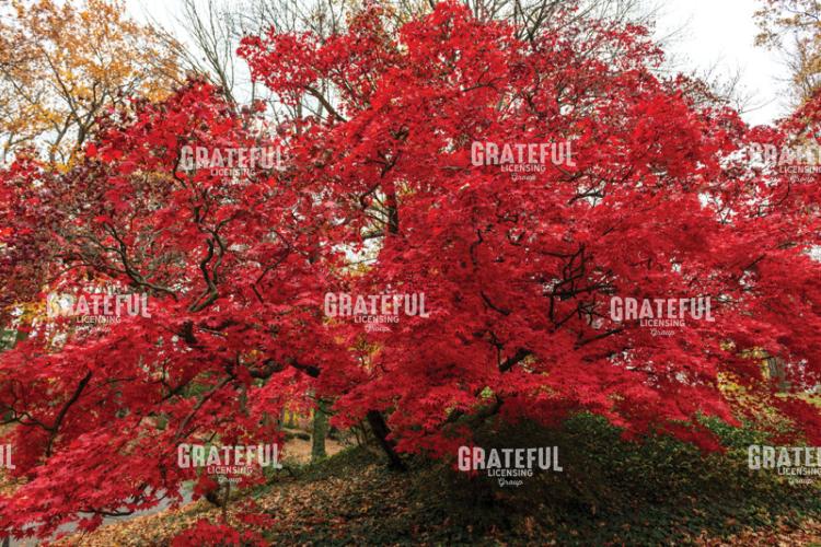 Brilliant Red Japanese Maple Tree