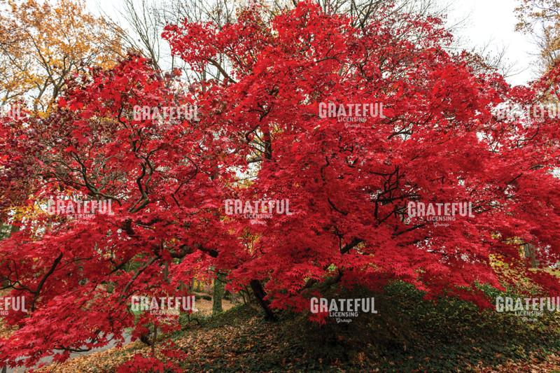 Brilliant Red Japanese Maple Tree