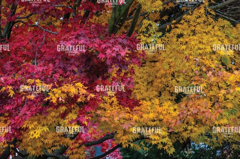 Autumn Abstract of Reds and Golds