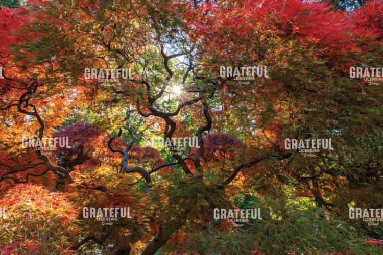Amazing Autumn Japanese Maple Tree 3