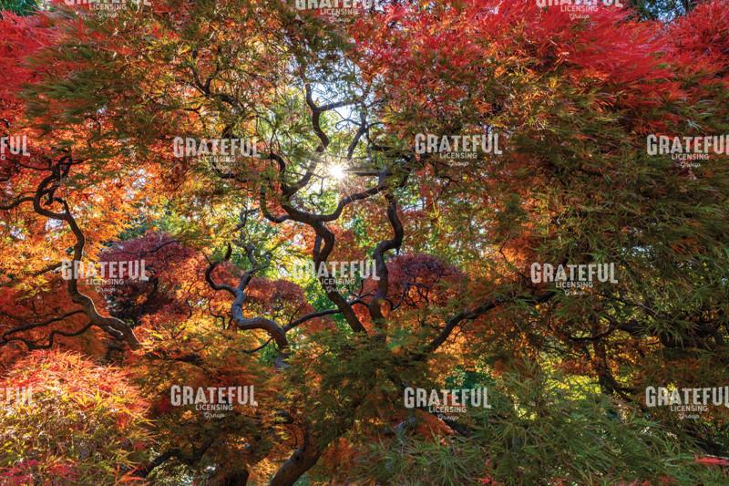 Amazing Autumn Japanese Maple Tree 3