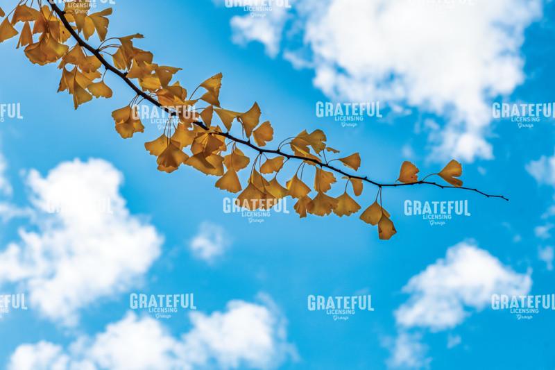 Autumn Ginko Leaves In The Sky