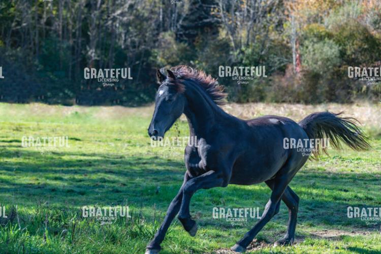 Handsome Young Colt