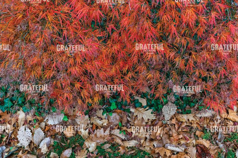 Golden Red Japanese Maple Leaves