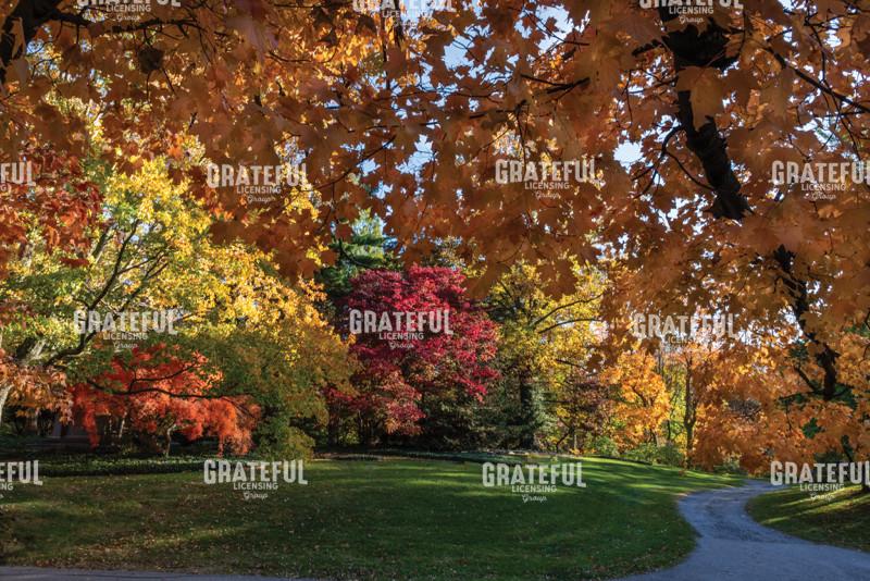 Brilliant Multi-Colored Autumn Trees