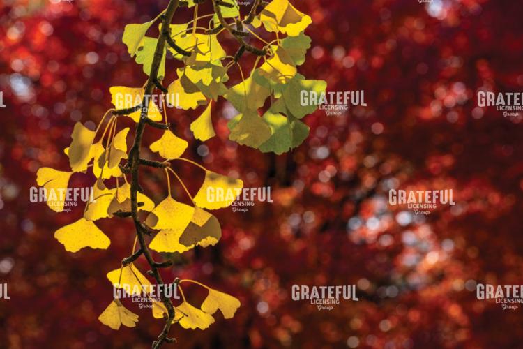 Autumn Yellow Ginko Leaves