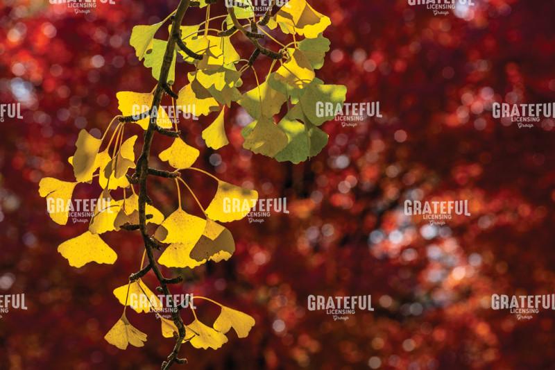 Autumn Yellow Ginko Leaves