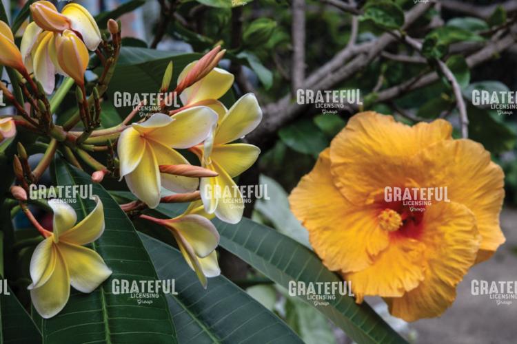 Beautiful Plumeria and Hibiscus Flowers