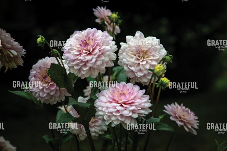 Bouquet of Pink Dahlias