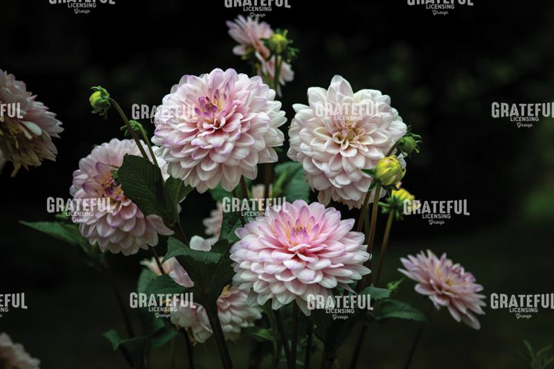 Bouquet of Pink Dahlias