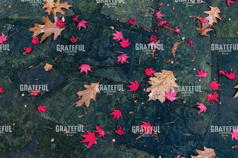 Fallen Autumn Japanese Maple and Oak Leaves