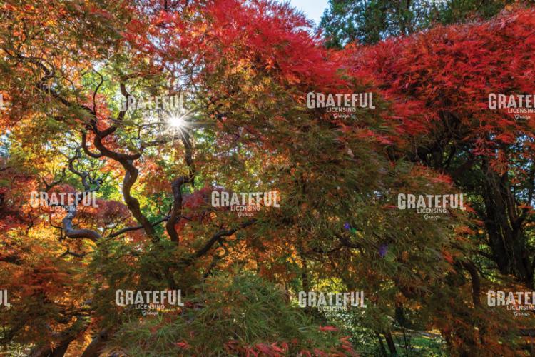 Amazing Autumn Japanese Maple Tree