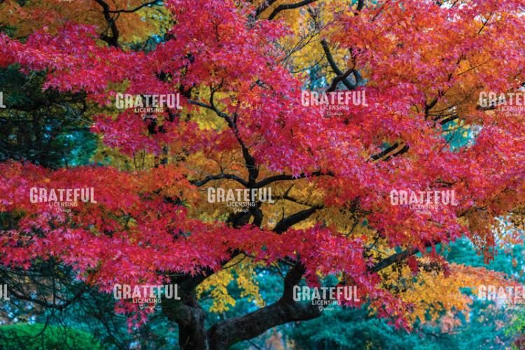 Brilliant Red And Yellow Japanese Maple Trees
