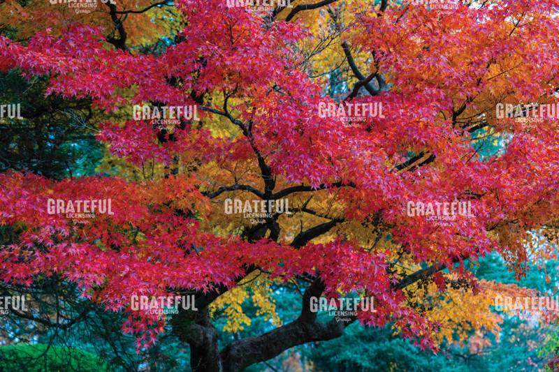Brilliant Red And Yellow Japanese Maple Trees