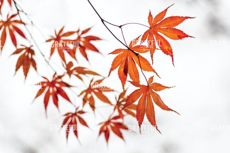 Glowing Red Autumn Japanese Maple Leaves