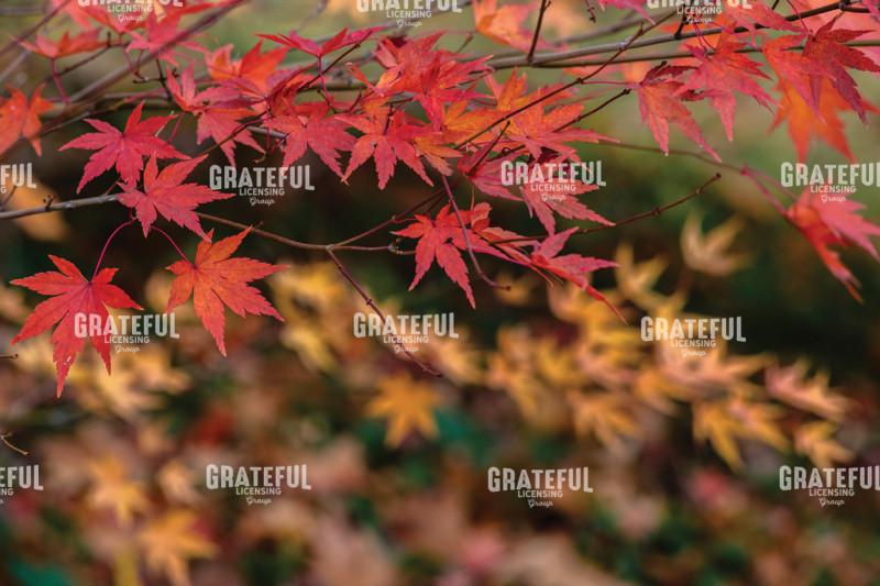 Autumn Red And Yellow Japanese Maple Tree Leaves