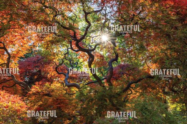 Amazing Autumn Japanese Maple Tree 2