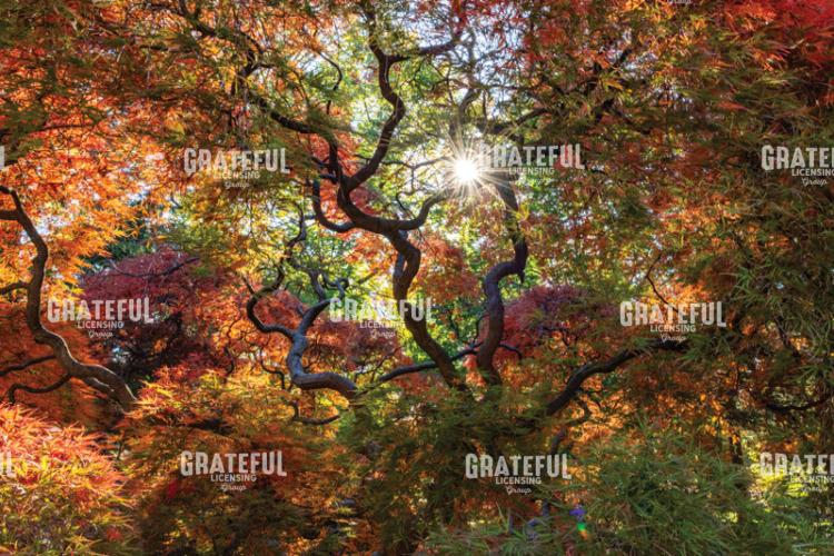 Amazing Autumn Japanese Maple Tree 2
