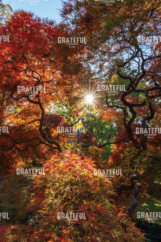 Amazing Autumn Japanese Maple Tree 5
