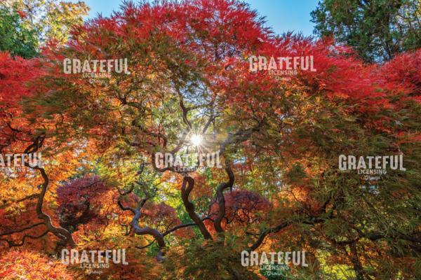 Amazing Autumn Japanese Maple Tree 4