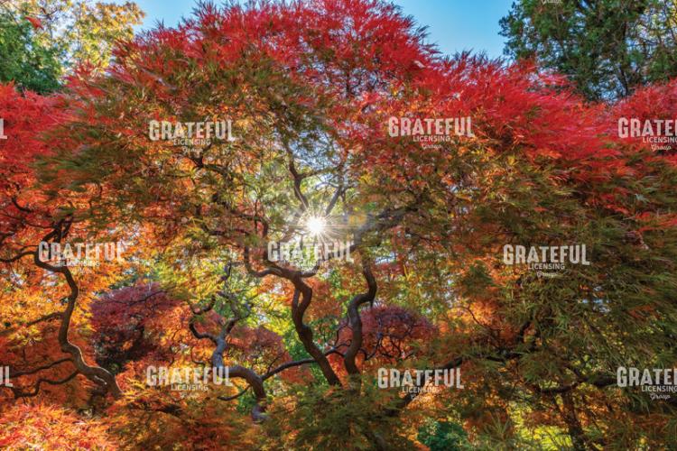 Amazing Autumn Japanese Maple Tree 4