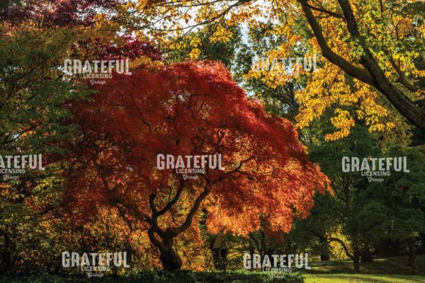 Amazing Autumn Japanese Maple Tree 6