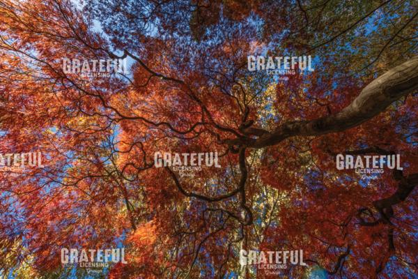 Amazing Autumn Japanese Maple Tree 7
