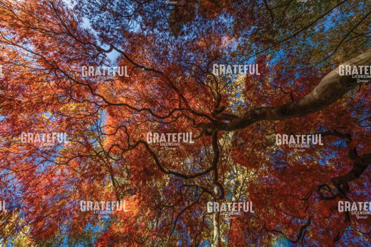 Amazing Autumn Japanese Maple Tree 7