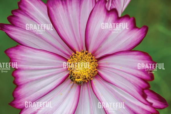 Honey Bee on a Purple and white Cosmos Flower