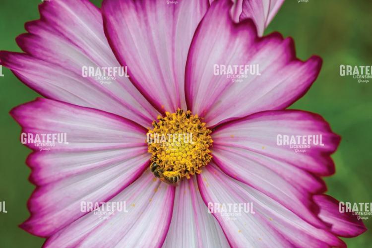 Honey Bee on a Purple and white Cosmos Flower
