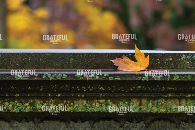 Lichen and an Autumn Maple Leaf