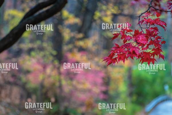 Multi-Color Autumn and Red Japanese Maple Leaves 2