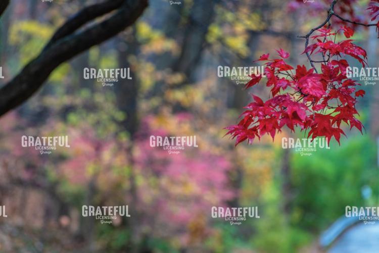 Multi-Color Autumn and Red Japanese Maple Leaves 2