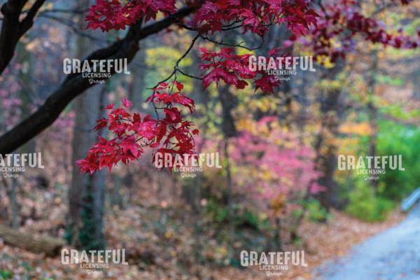 Multi-Color Autumn and Red Japanese Maple Leaves