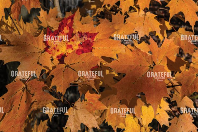 October Autumn Color Abstract