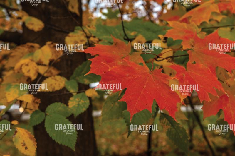 October Autumn Color