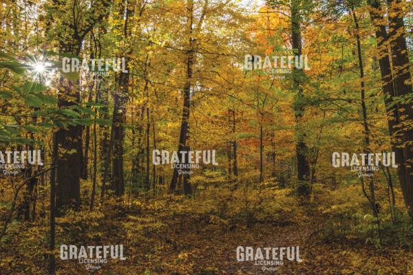 October Autumn Splendor Into The Forest