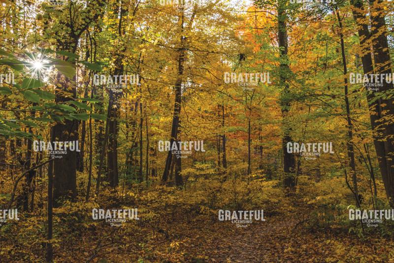 October Autumn Splendor Into The Forest