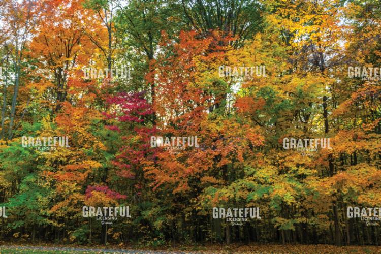 October Autumn's Wall Of Color