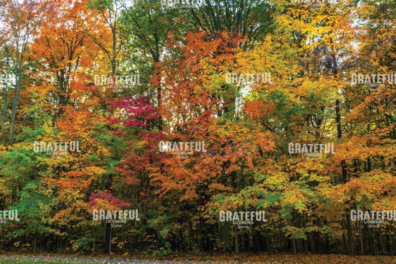 October Autumn's Wall Of Color