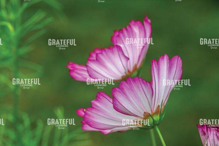 Pair of Pink and White Cosmos Flowers