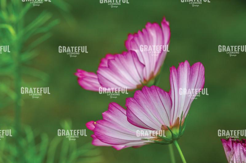 Pair of Pink and White Cosmos Flowers