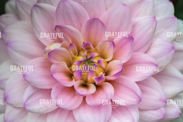 Pink And Purple Dahlia Flower Study