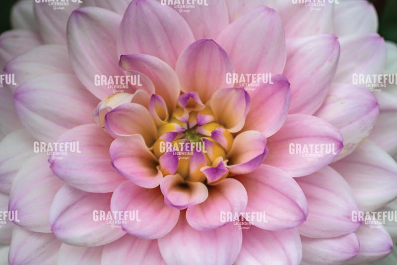 Pink And Purple Dahlia Flower Study
